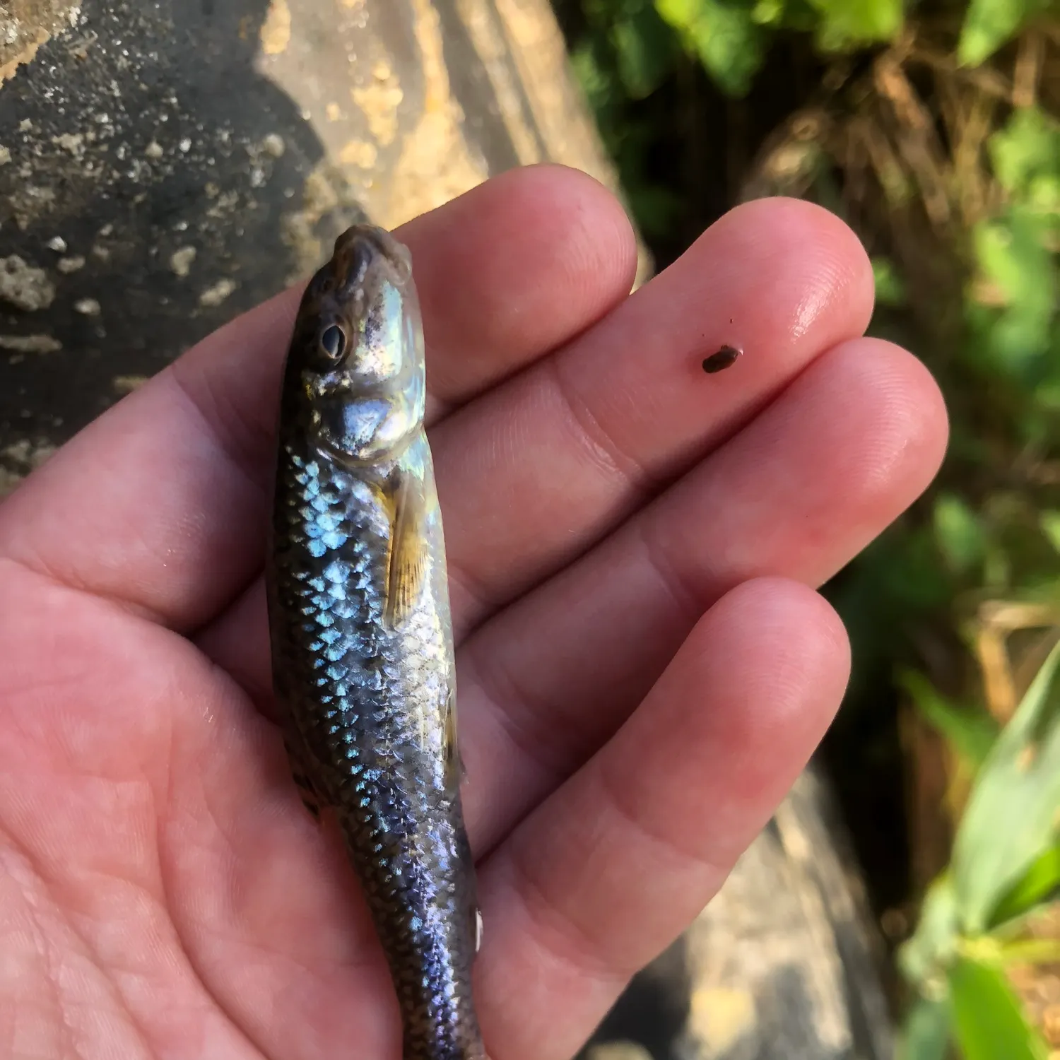 The most recent Gudgeon catches on Fishbrain