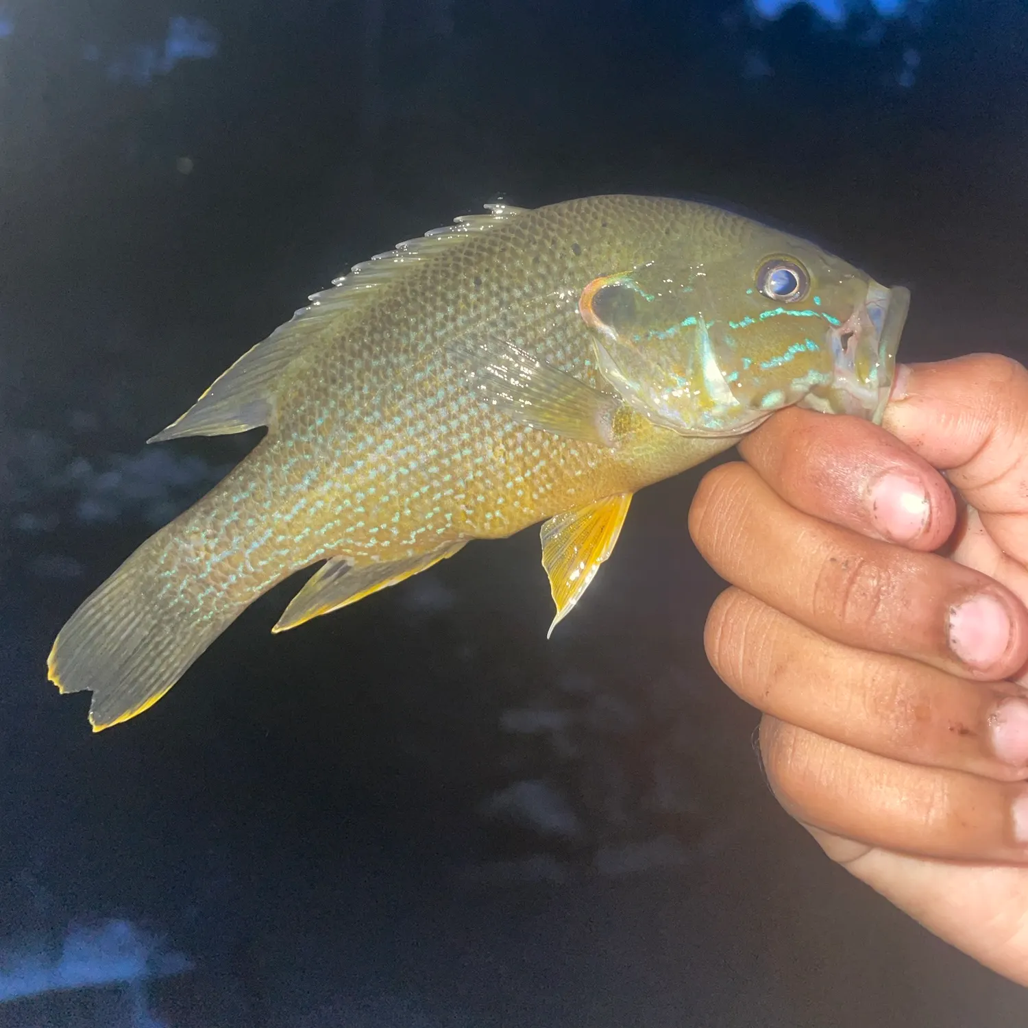 Green sunfish caught on Fishbrain