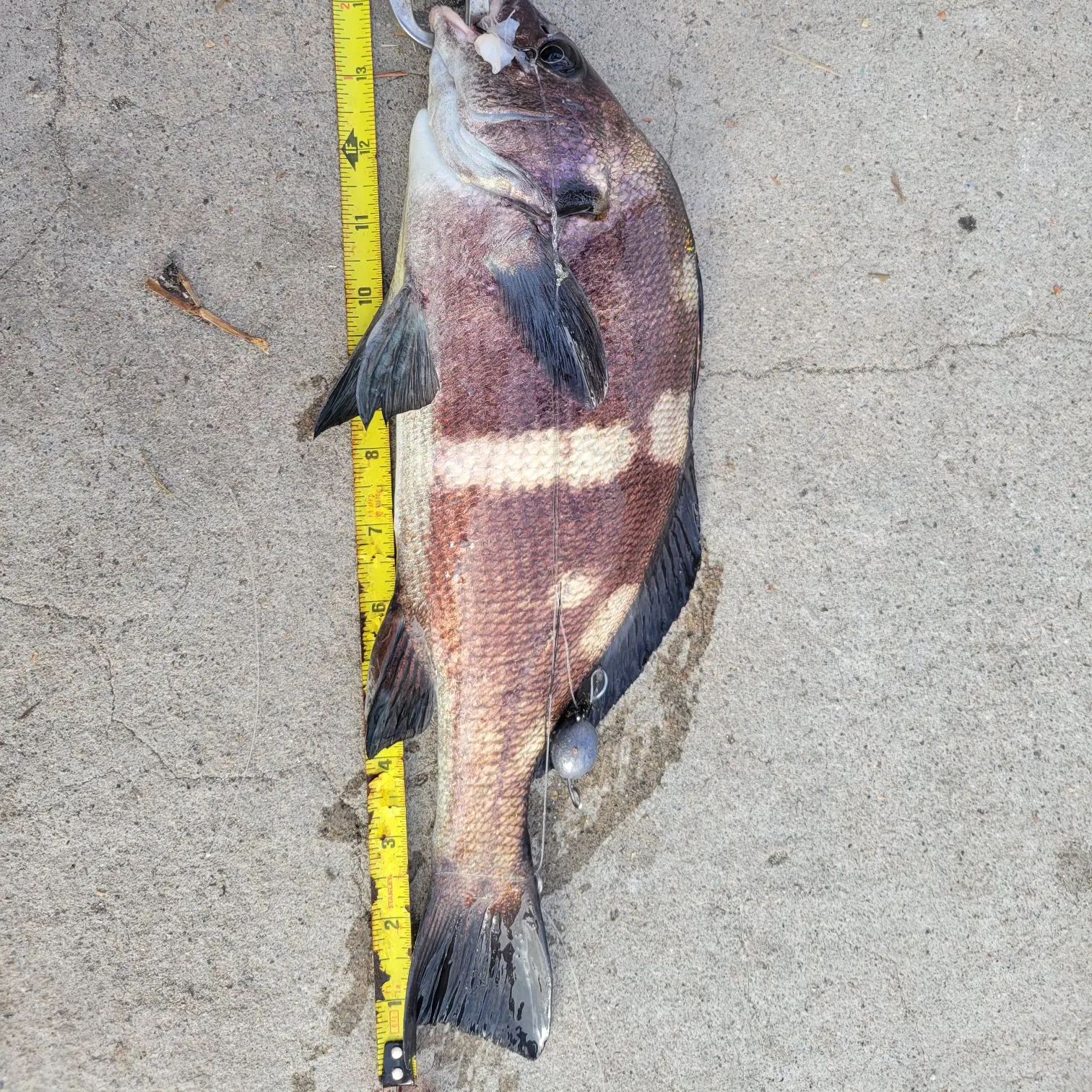 The most recent Sargo catches on Fishbrain