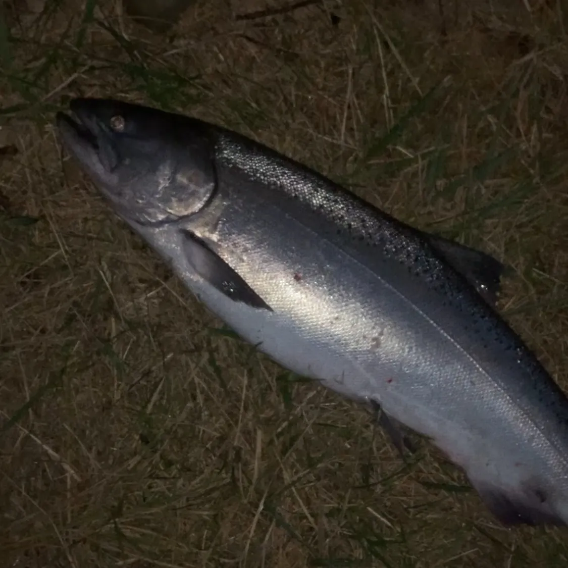 Chinook salmon caught on Fishbrain