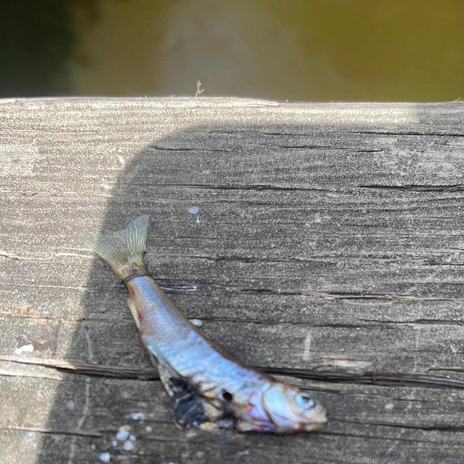 Chinook salmon caught on Fishbrain
