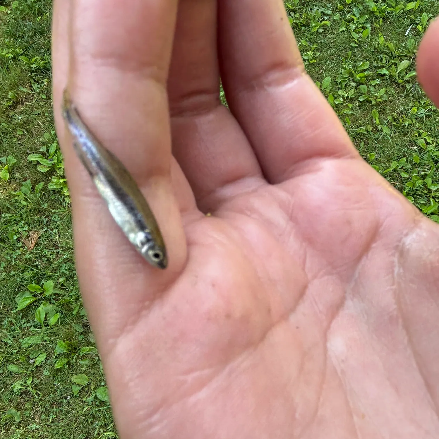 Pugnose shiner caught on Fishbrain