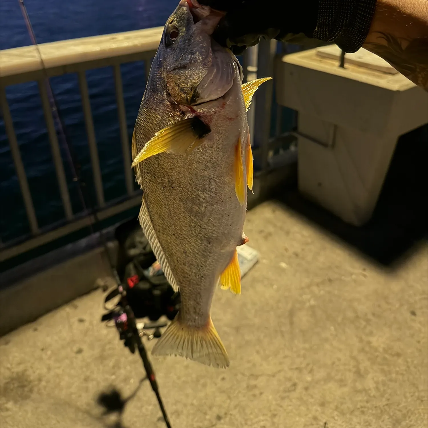 Yellowfin croaker caught on Fishbrain