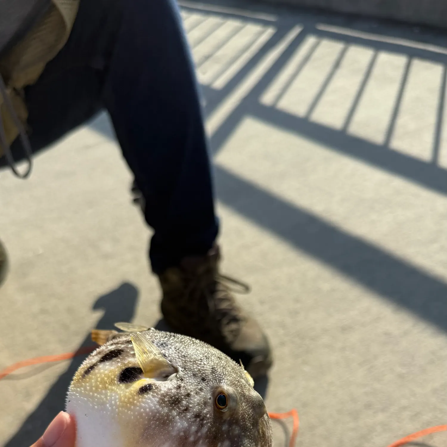 Southern puffer caught on Fishbrain
