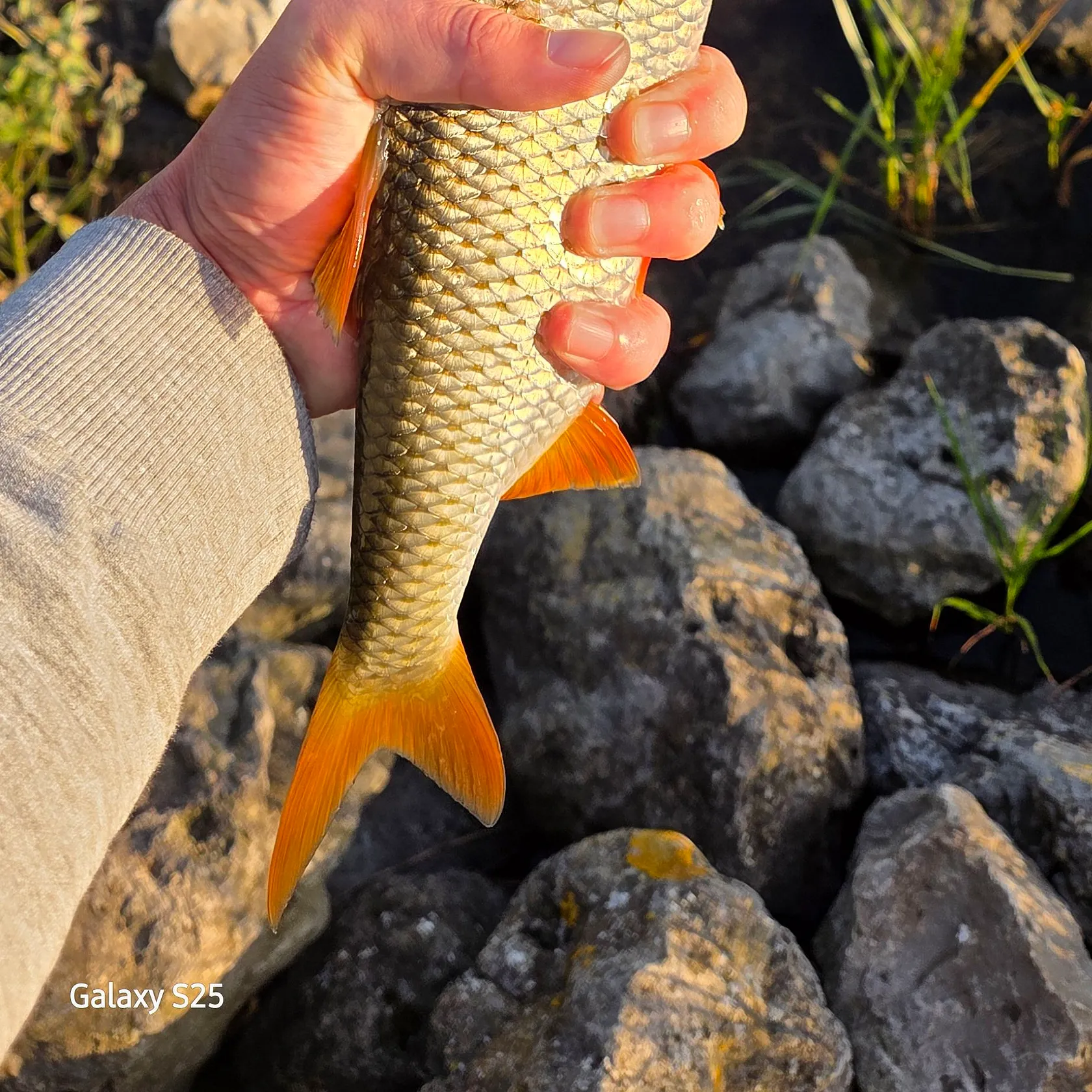 Common roach caught on Fishbrain