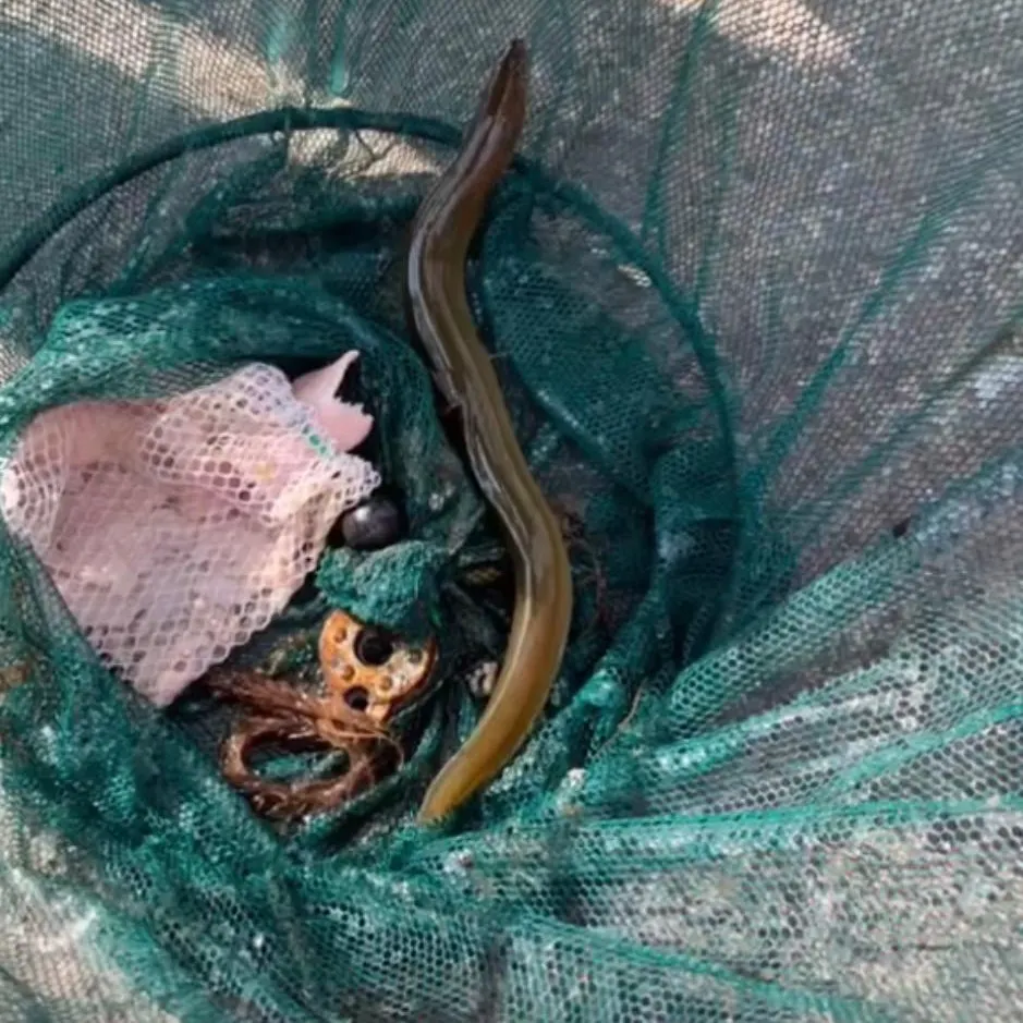 The most recent European eel catches on Fishbrain