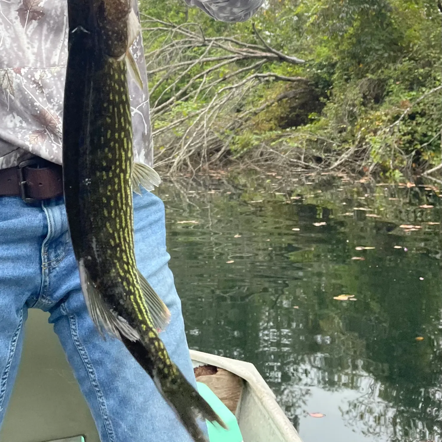 Chain pickerel caught on Fishbrain