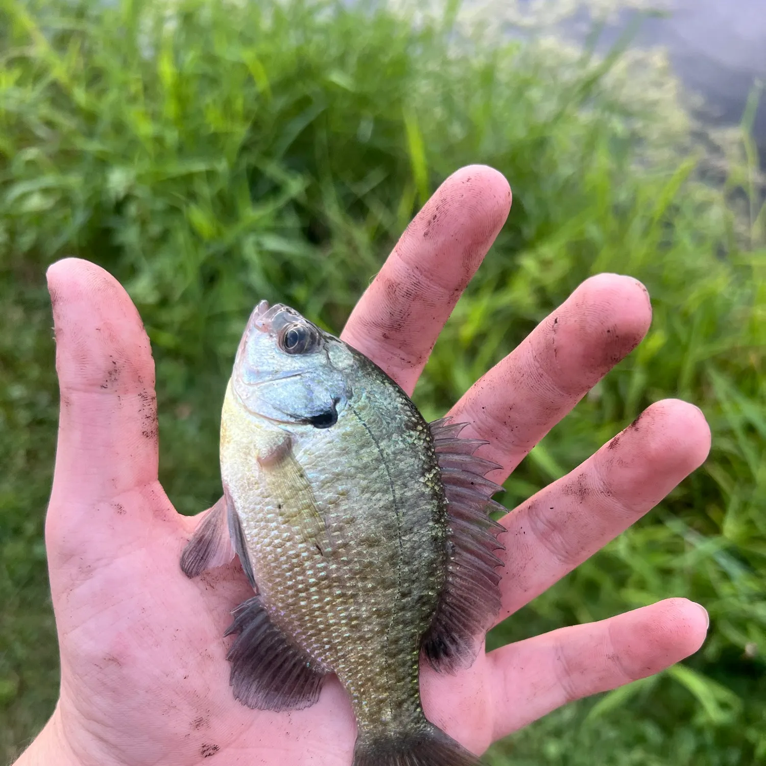 Bluegill caught on Fishbrain