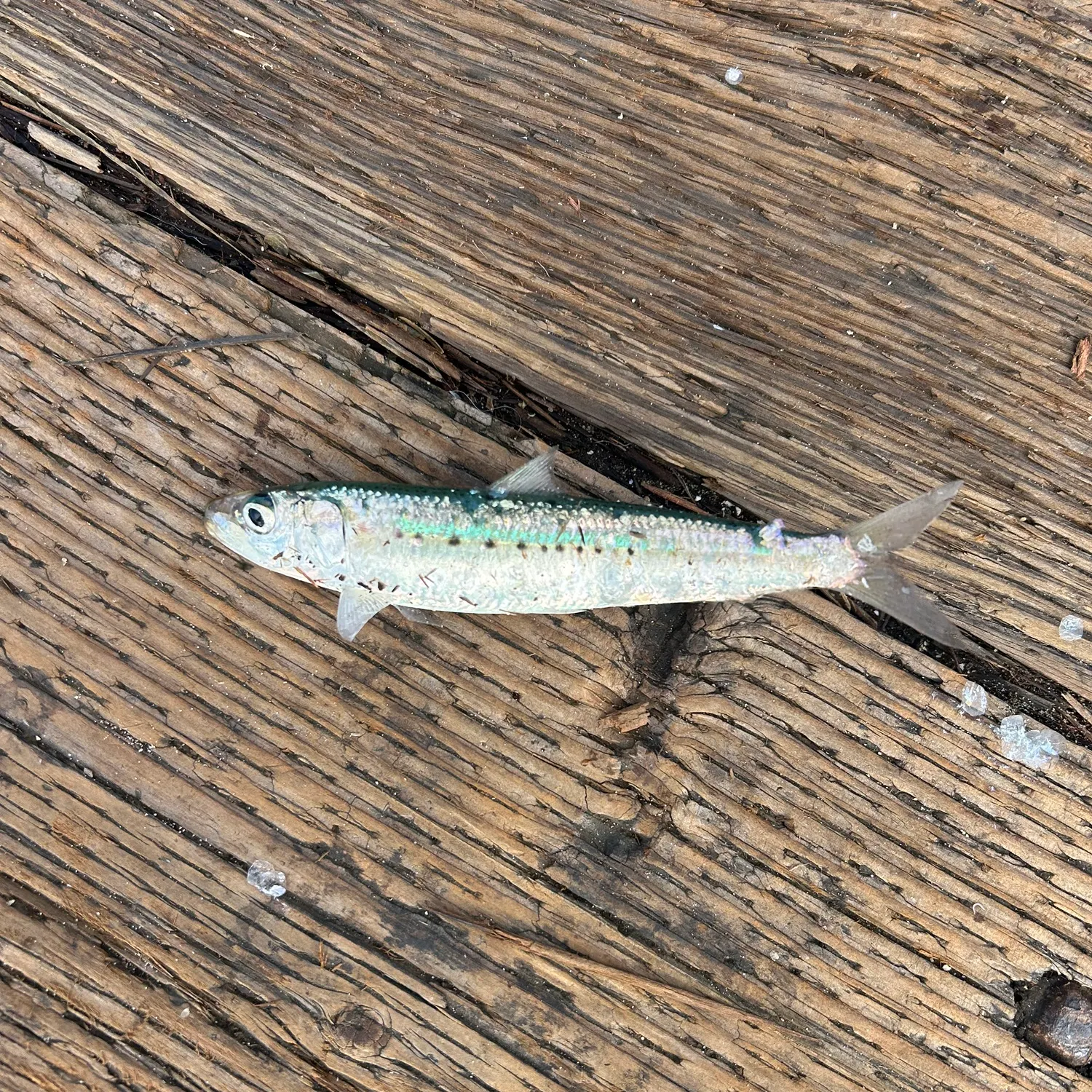 The most recent Pacific sardine catches on Fishbrain