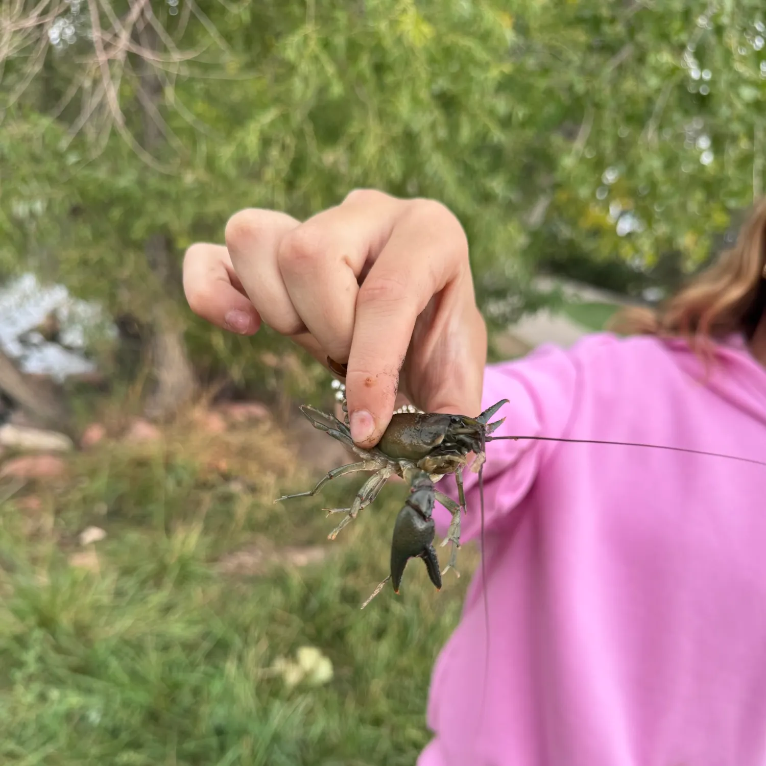 Signal crayfish caught on Fishbrain