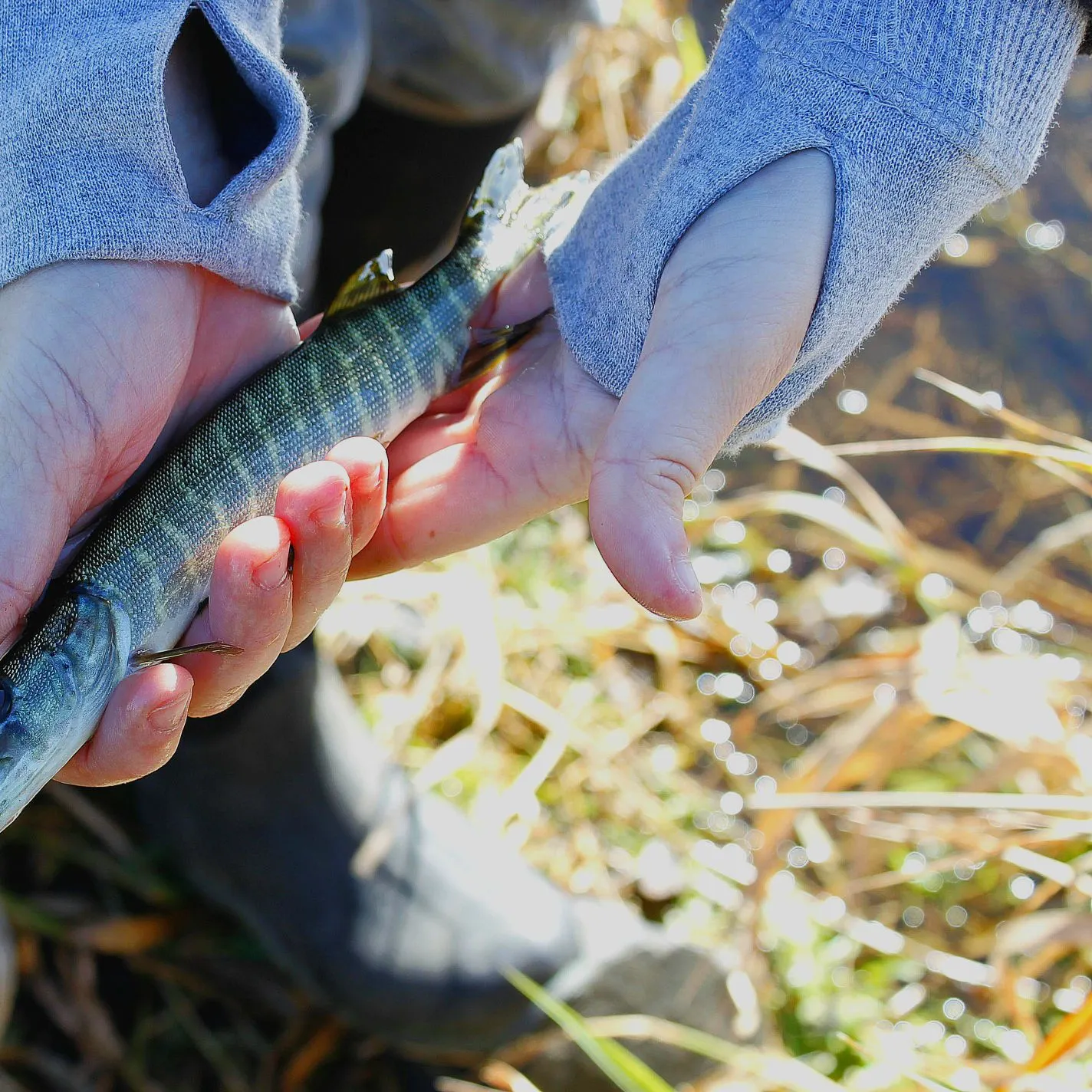 Northern pike caught on Fishbrain
