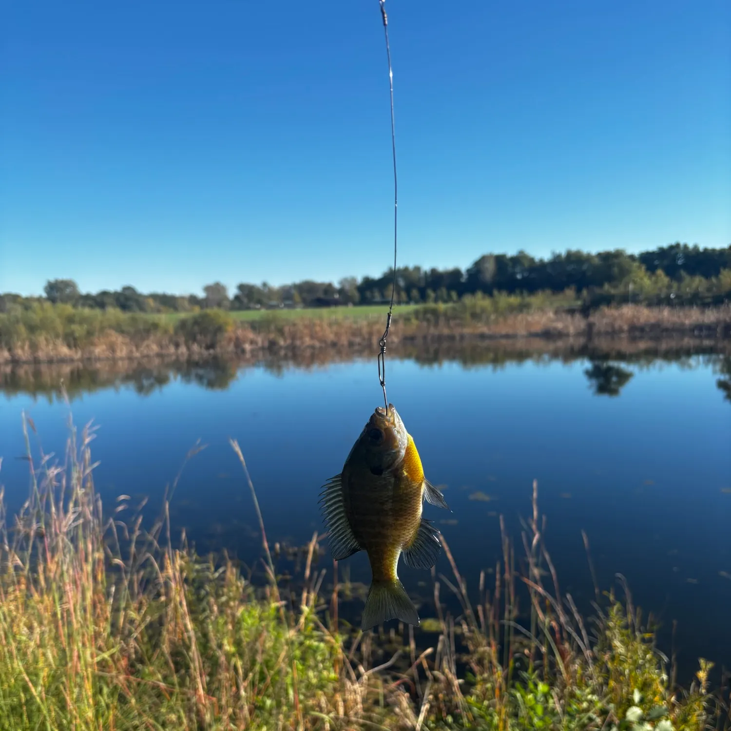 Bluegill caught on Fishbrain