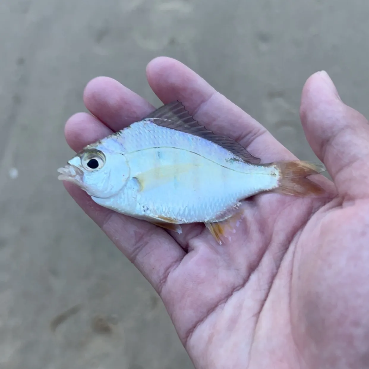 The most recent Goldstripe ponyfish catches on Fishbrain