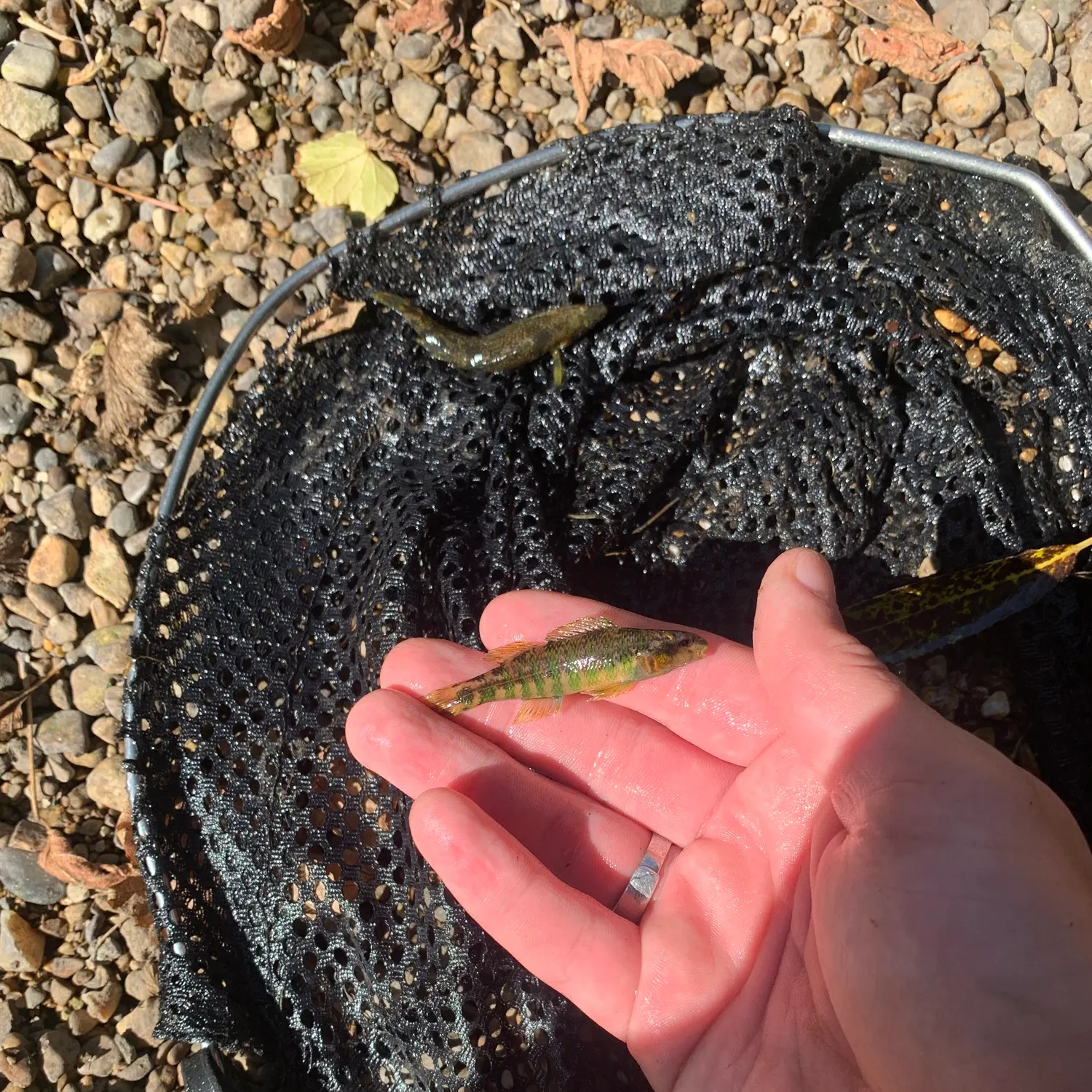 The most recent Banded darter catches on Fishbrain