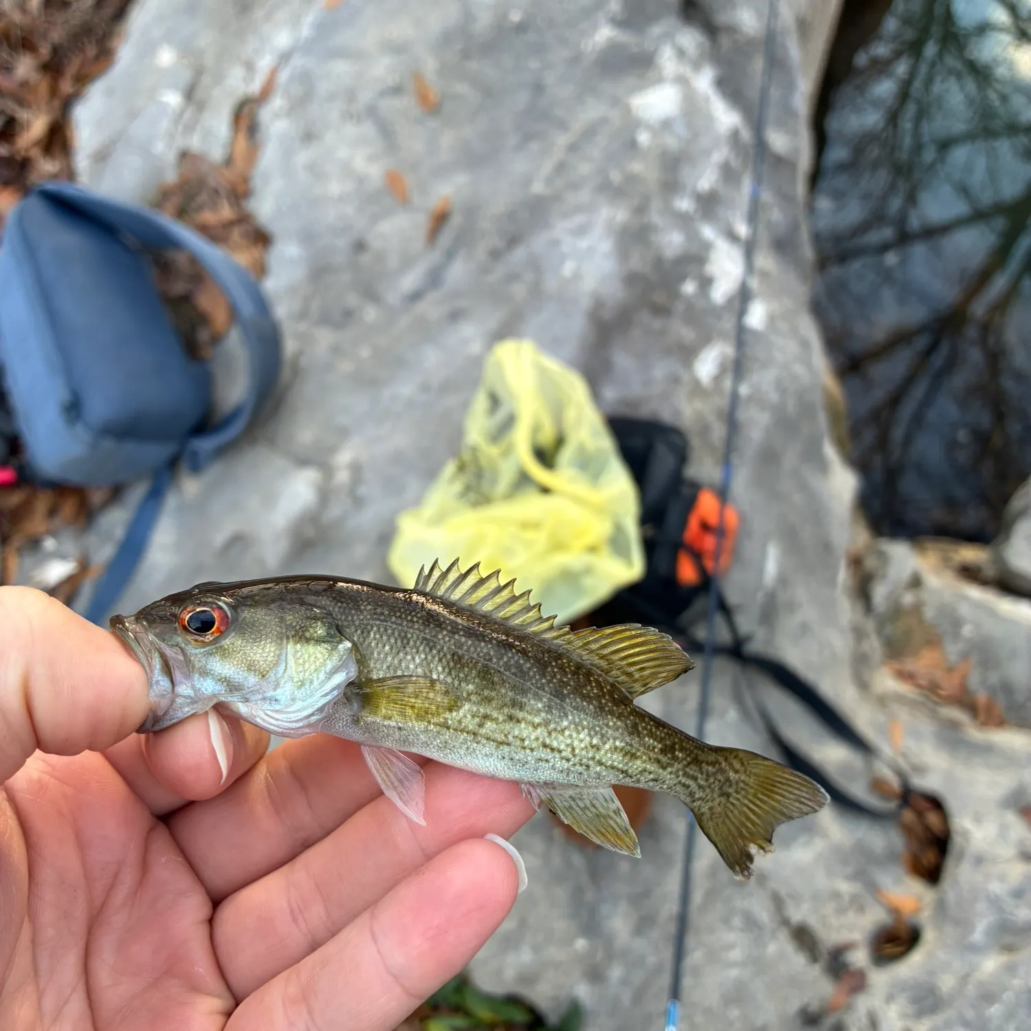 The most recent Cahaba bass catches on Fishbrain