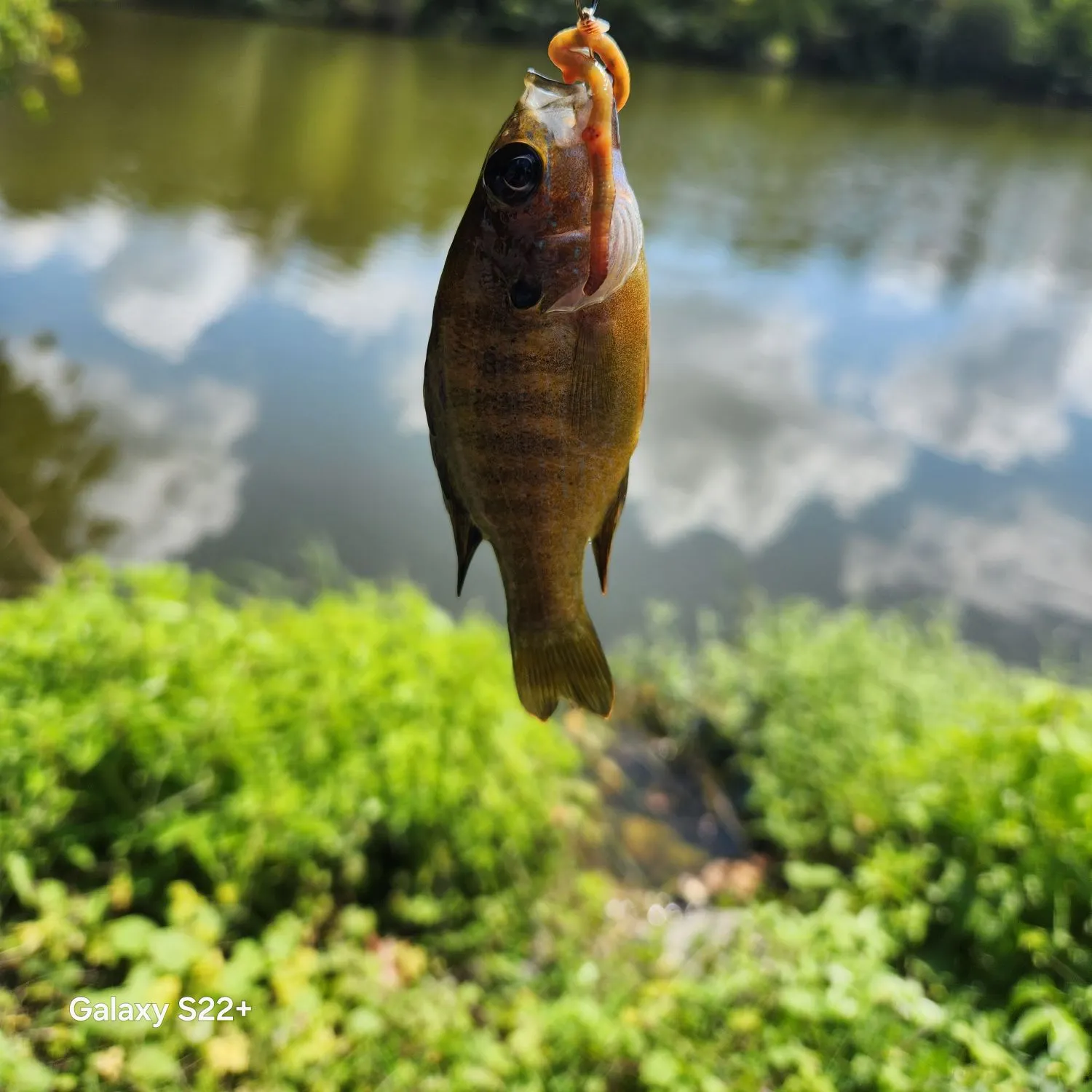Green sunfish caught on Fishbrain