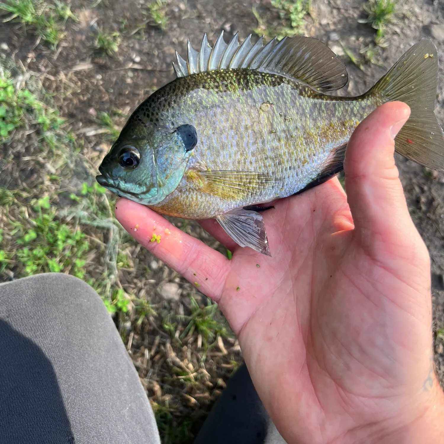 Bluegill caught on Fishbrain