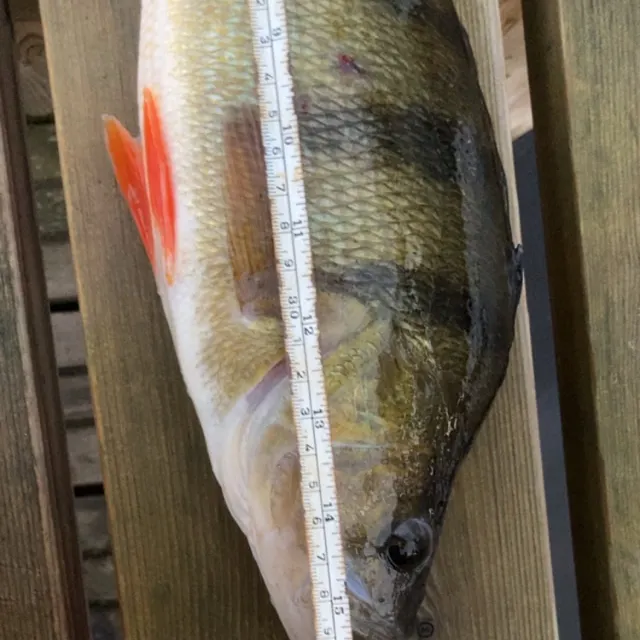 European perch caught on Fishbrain