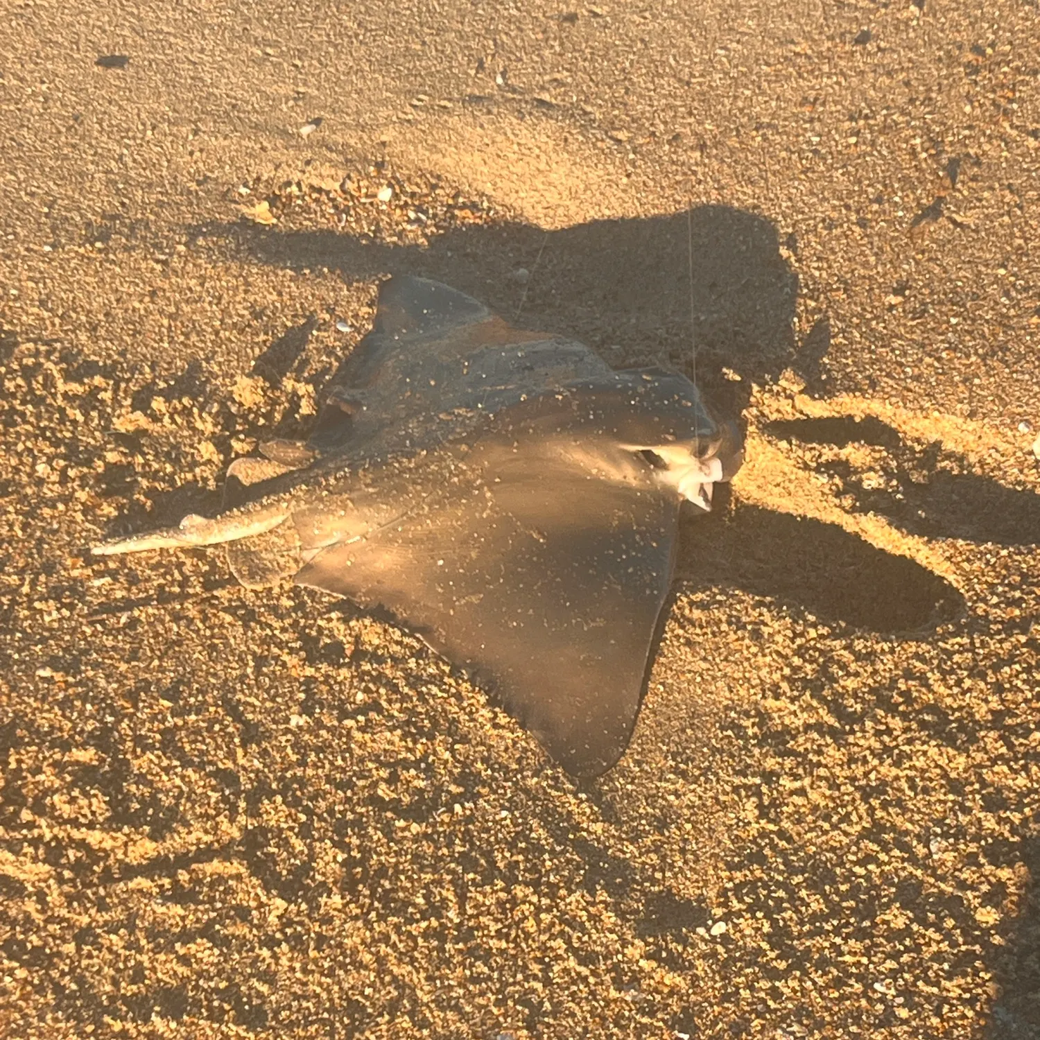 Bat eagle ray caught on Fishbrain