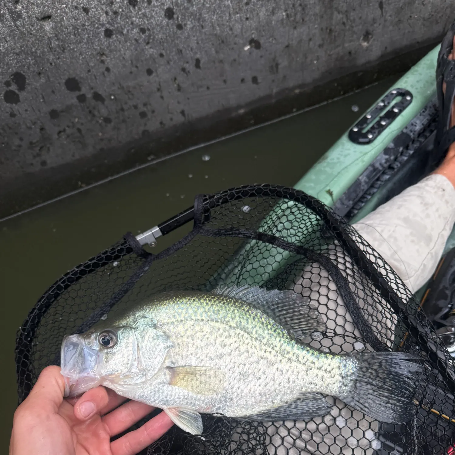 Black crappie caught on Fishbrain