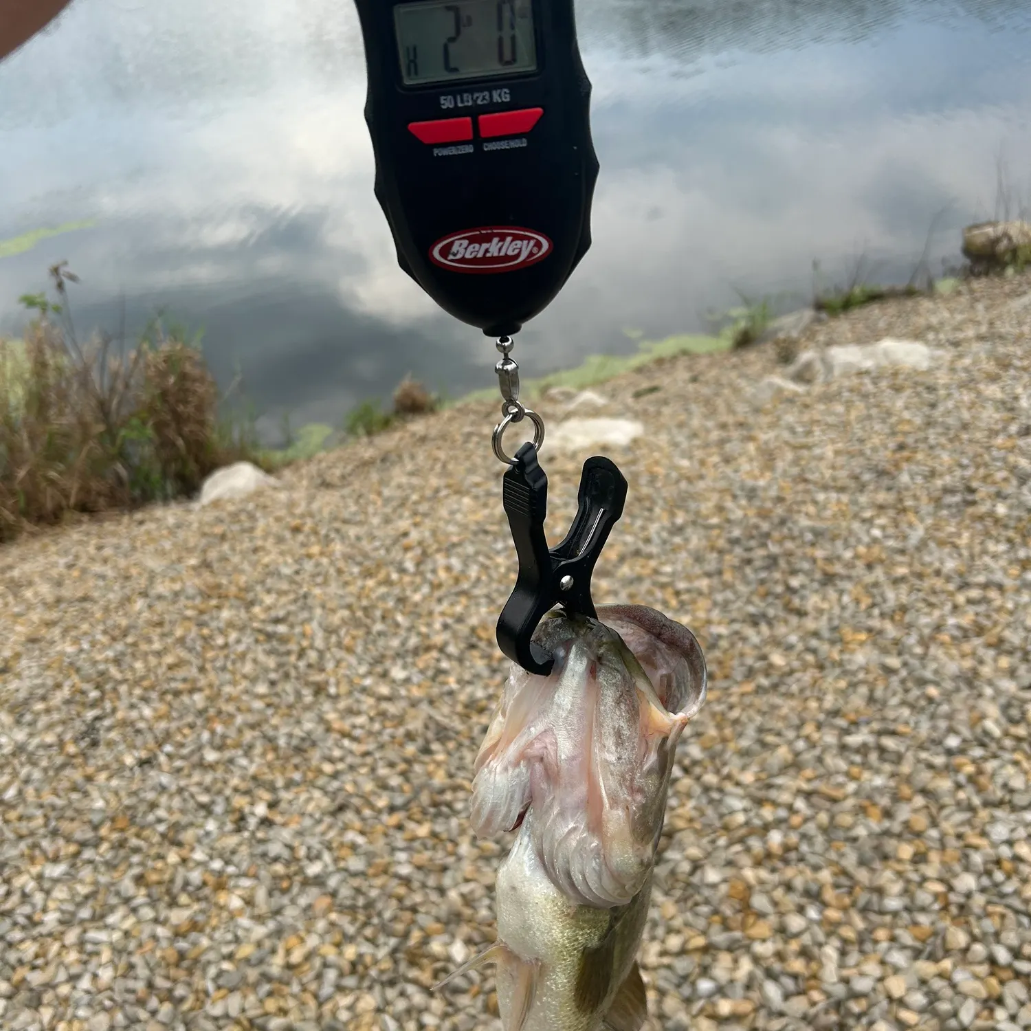 Largemouth bass caught on Fishbrain