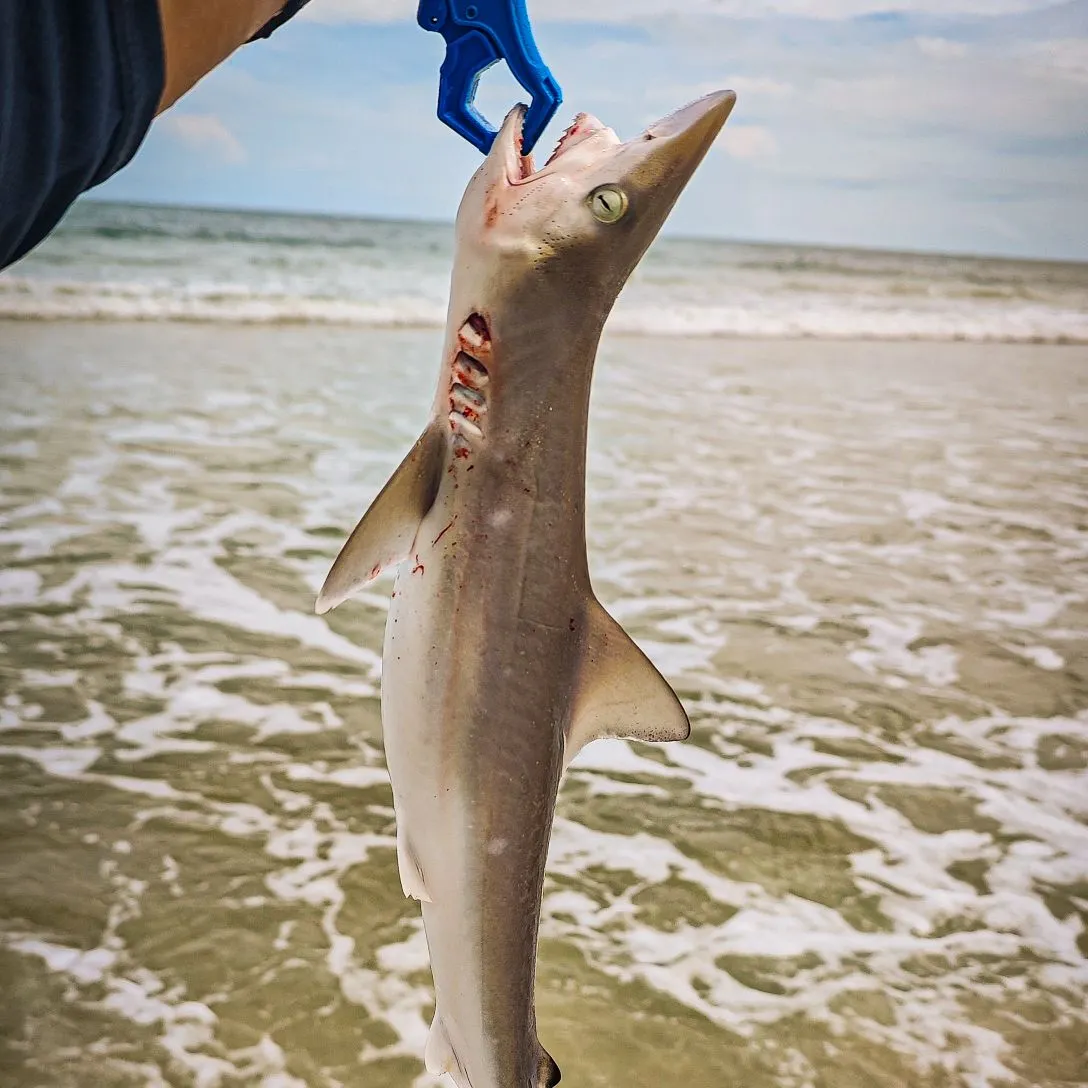 Atlantic sharpnose shark caught on Fishbrain
