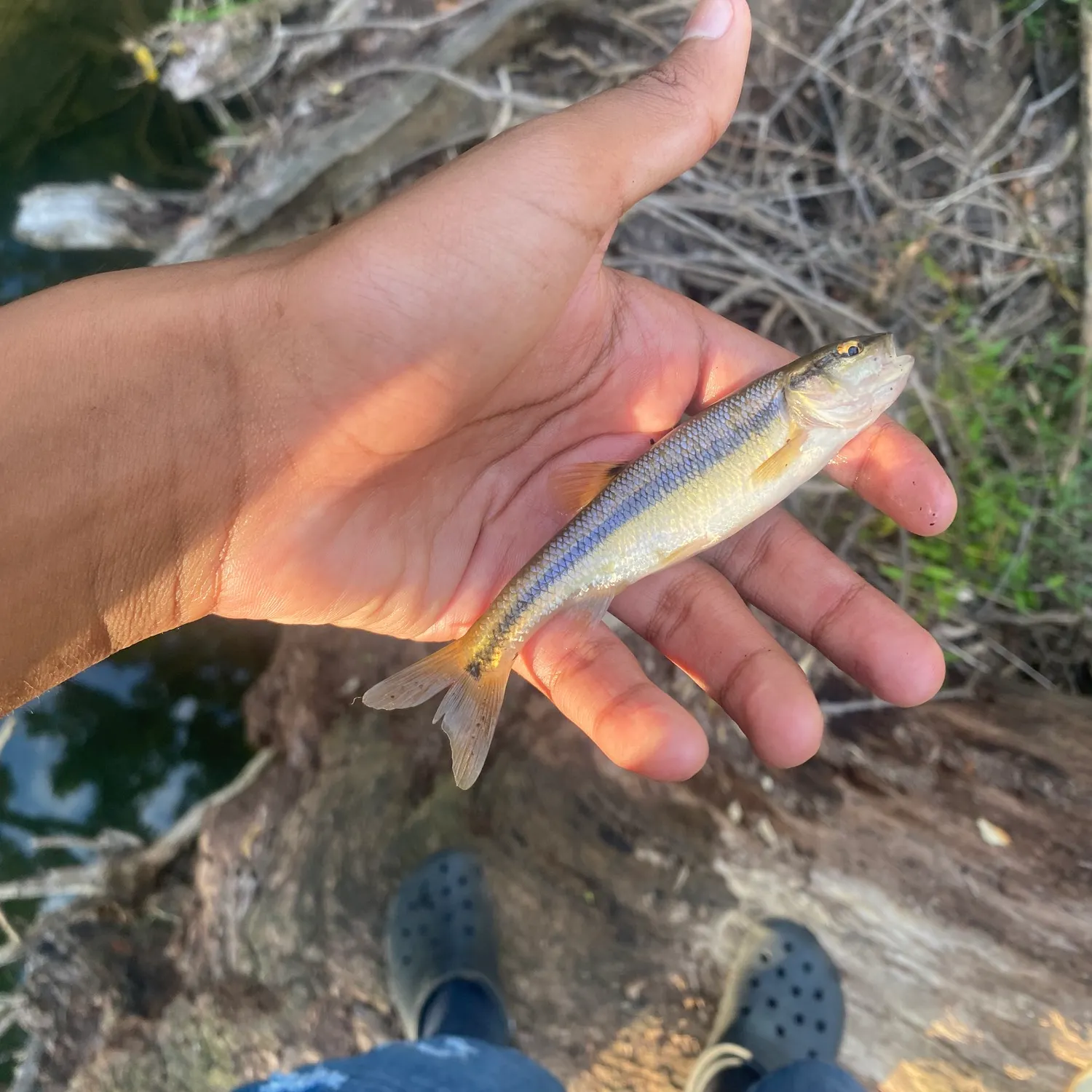 Creek chub caught on Fishbrain