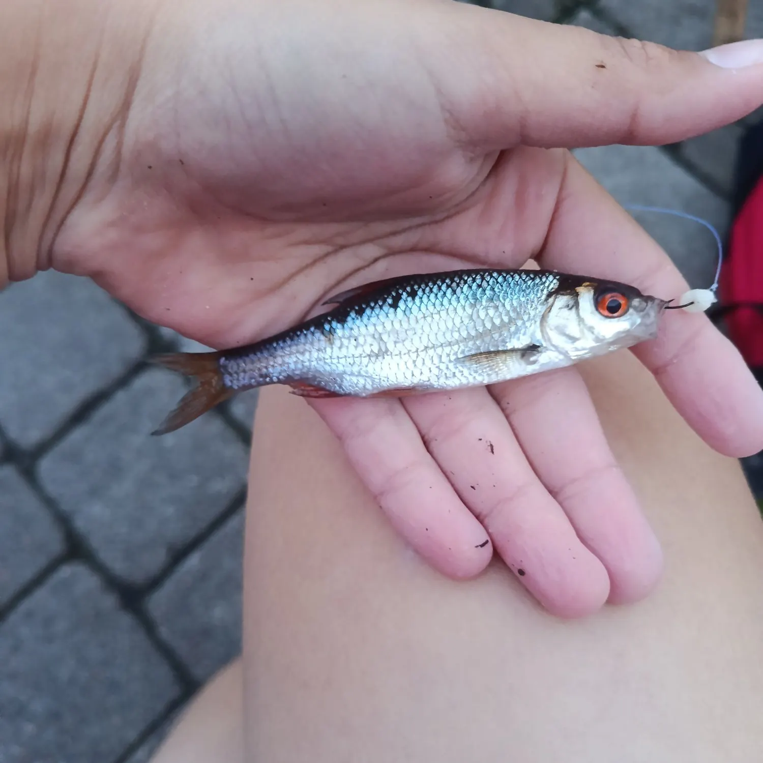 Common roach caught on Fishbrain