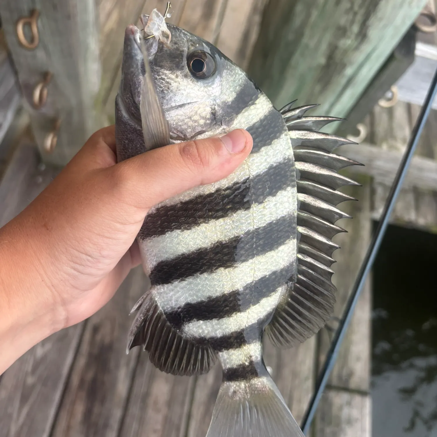 The most recent Sheepshead catches on Fishbrain