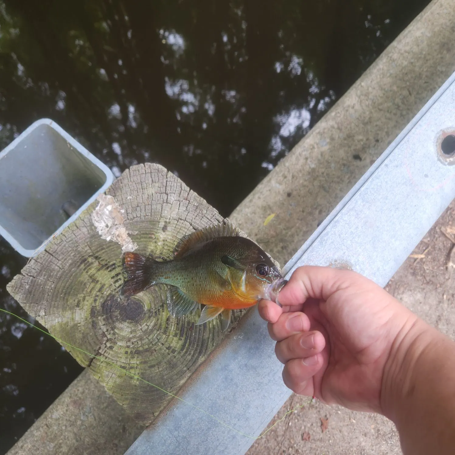 catch