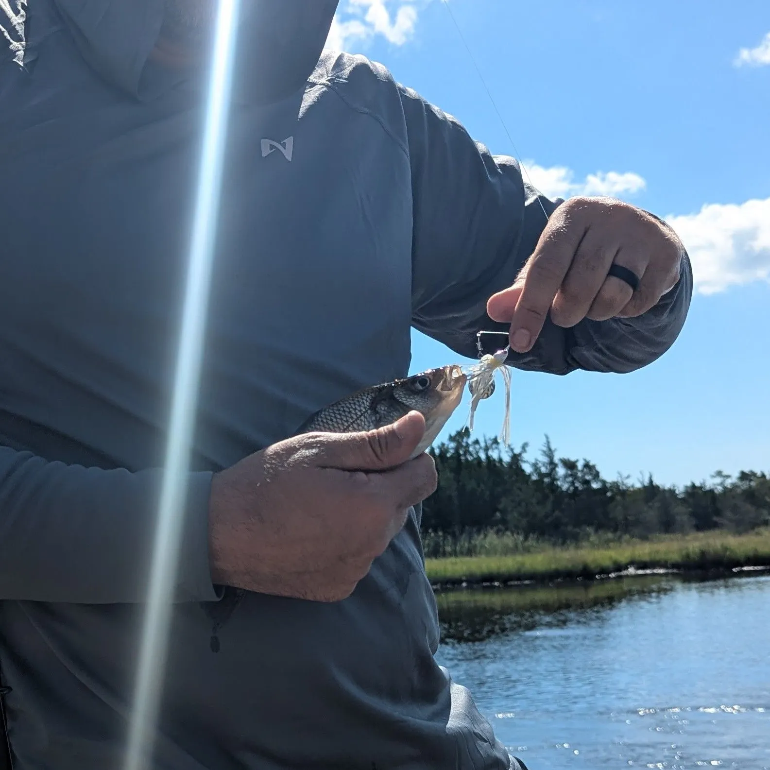 White perch caught on Fishbrain