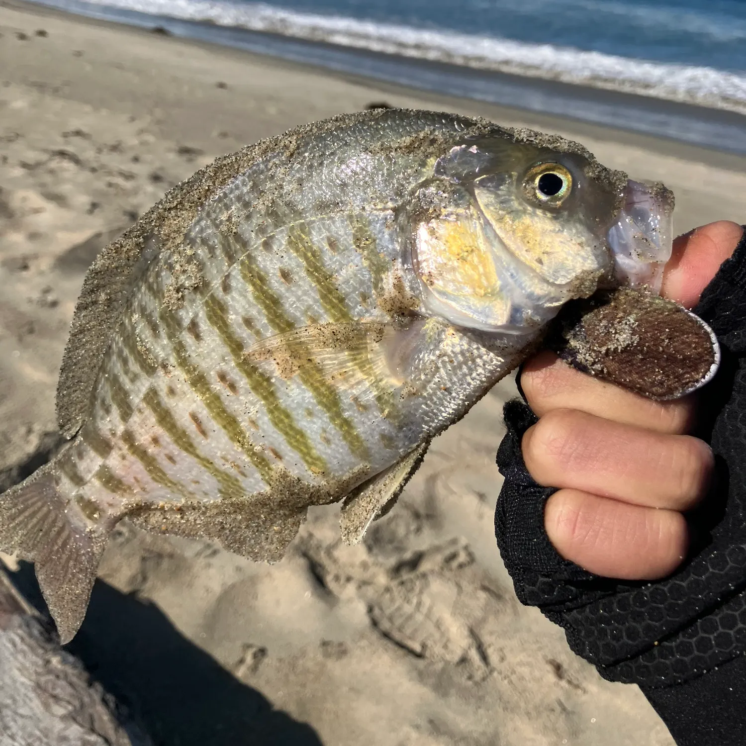 Barred surfperch caught on Fishbrain