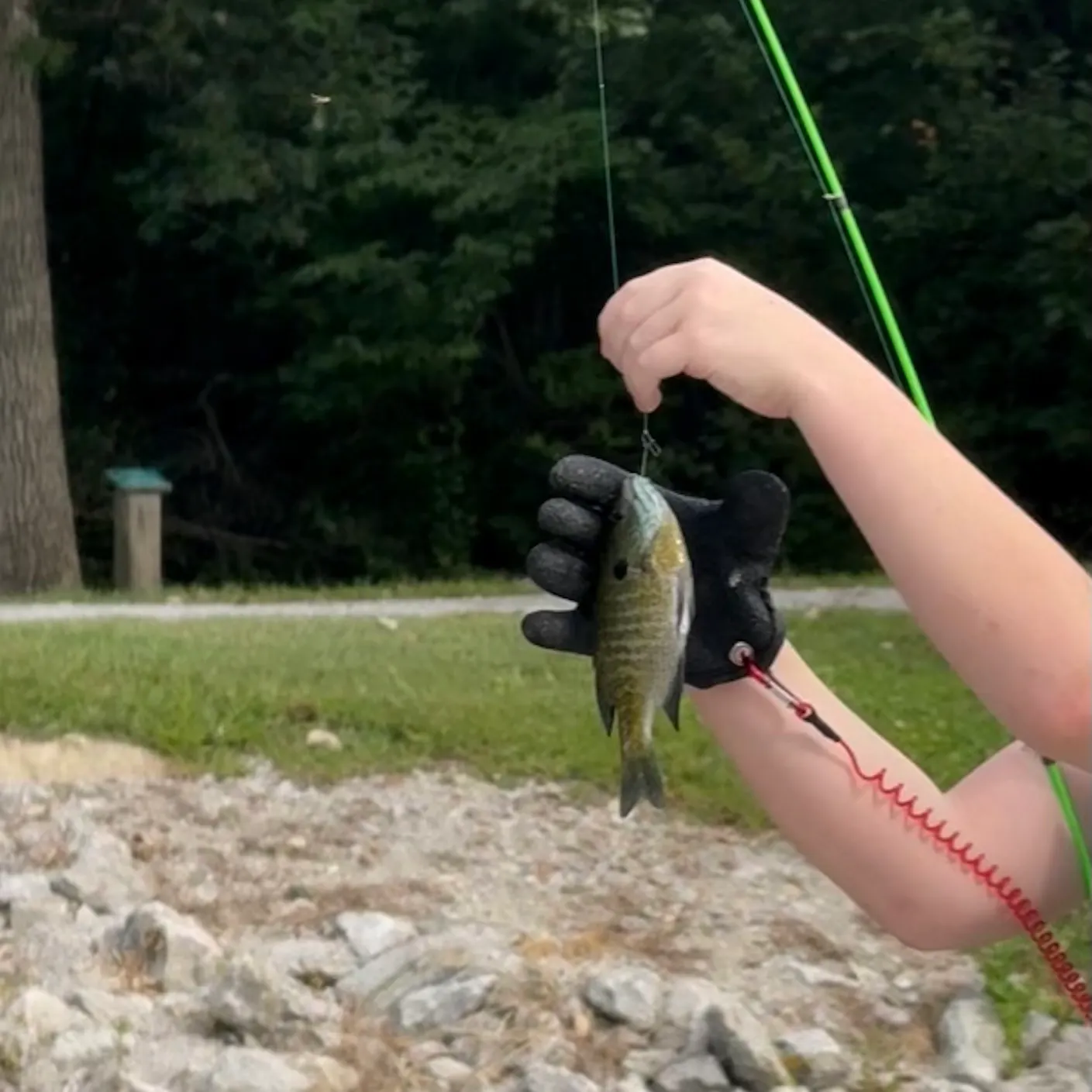 Bluegill caught on Fishbrain