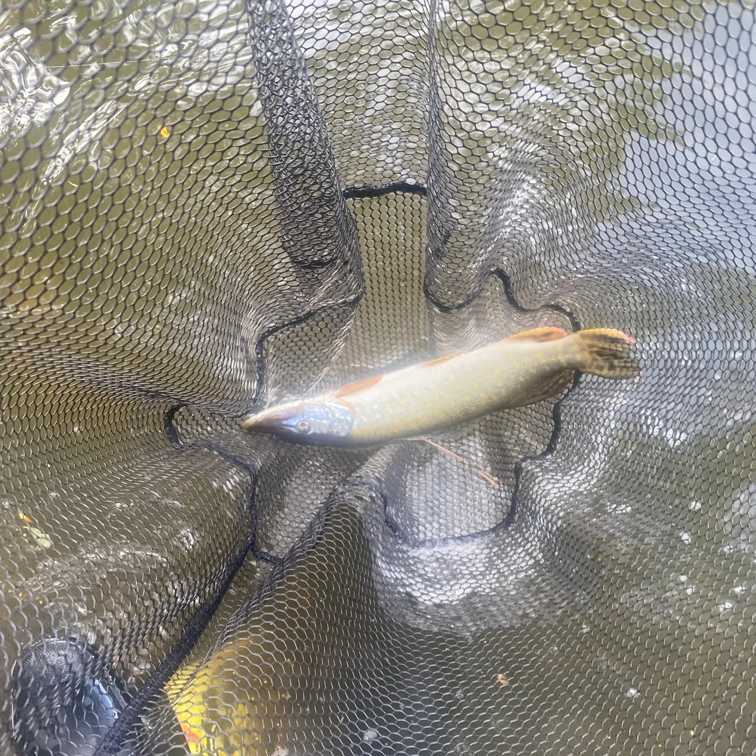 Northern pike caught on Fishbrain