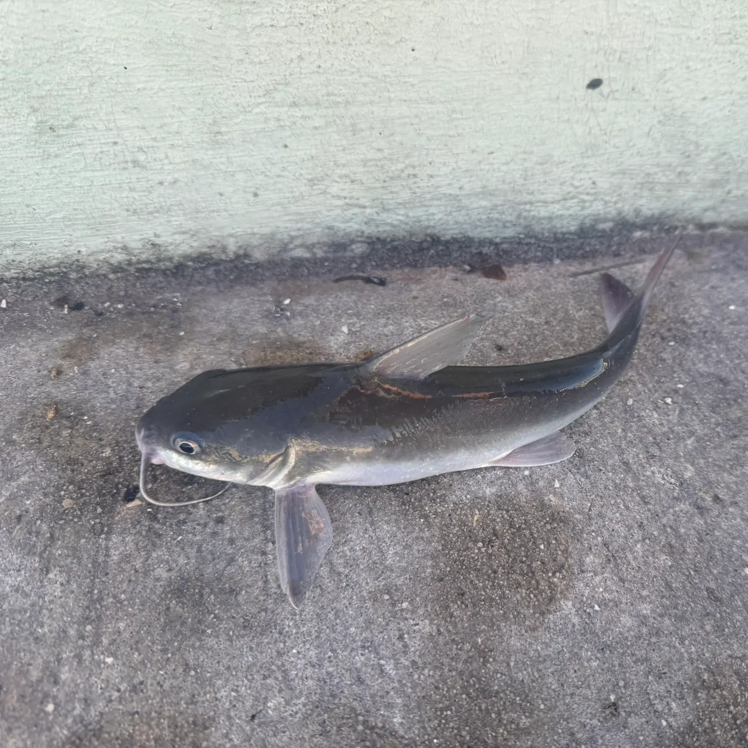 Hardhead sea catfish caught on Fishbrain