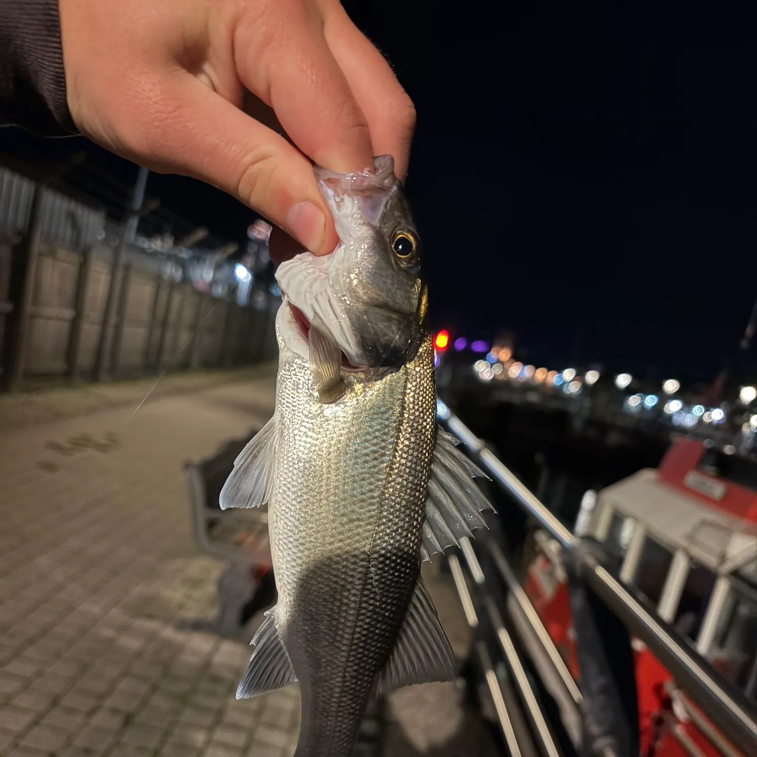 European seabass caught on Fishbrain