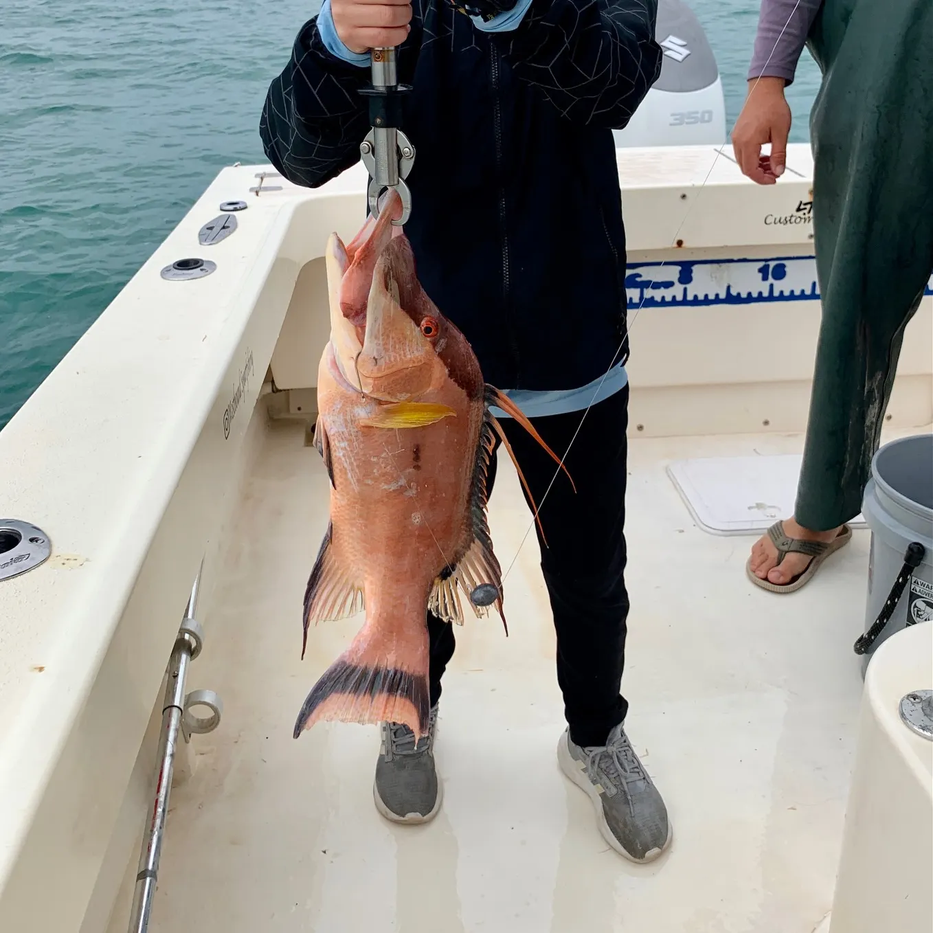 The most recent Hogfish catches on Fishbrain
