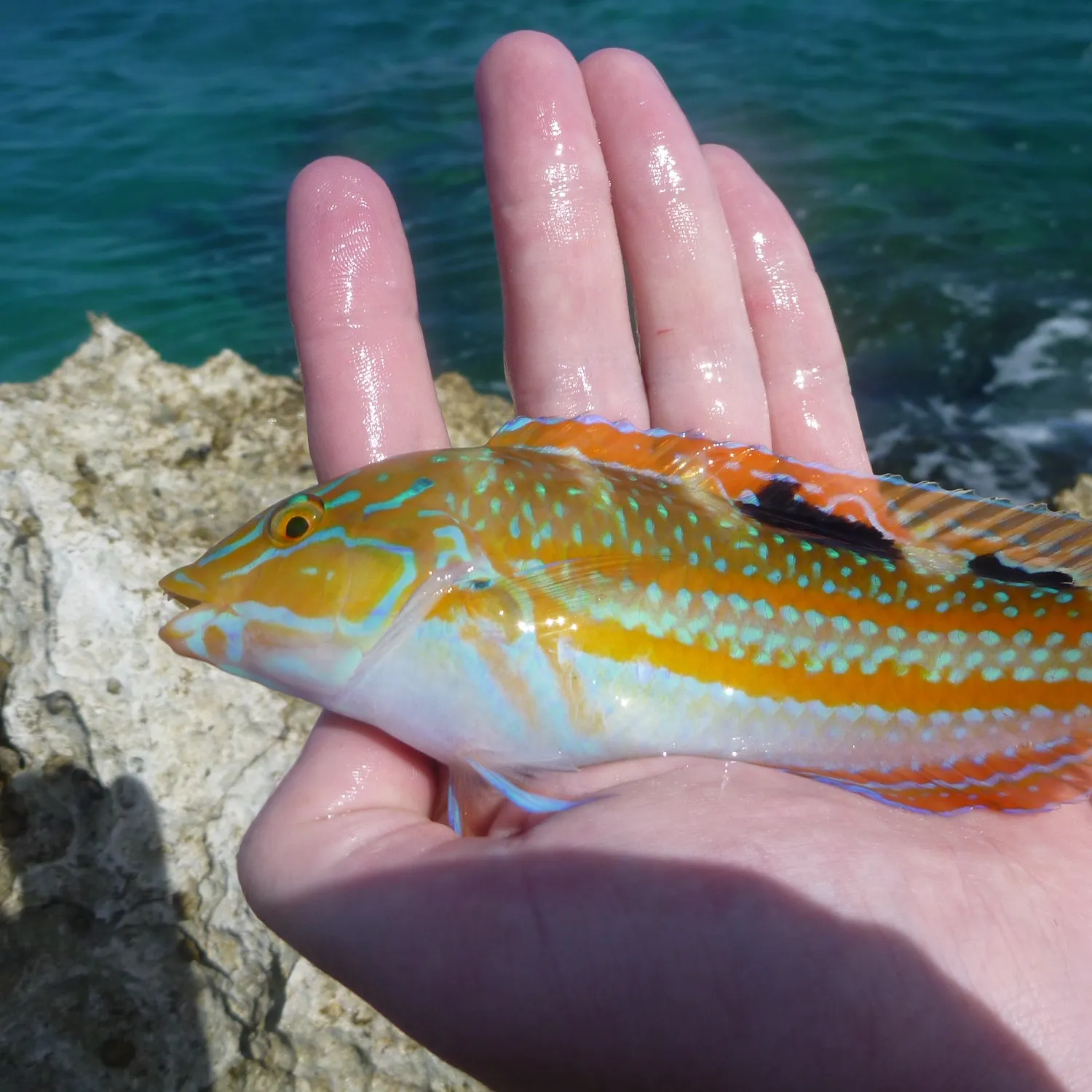 The most recent Puddingwife wrasse catches on Fishbrain