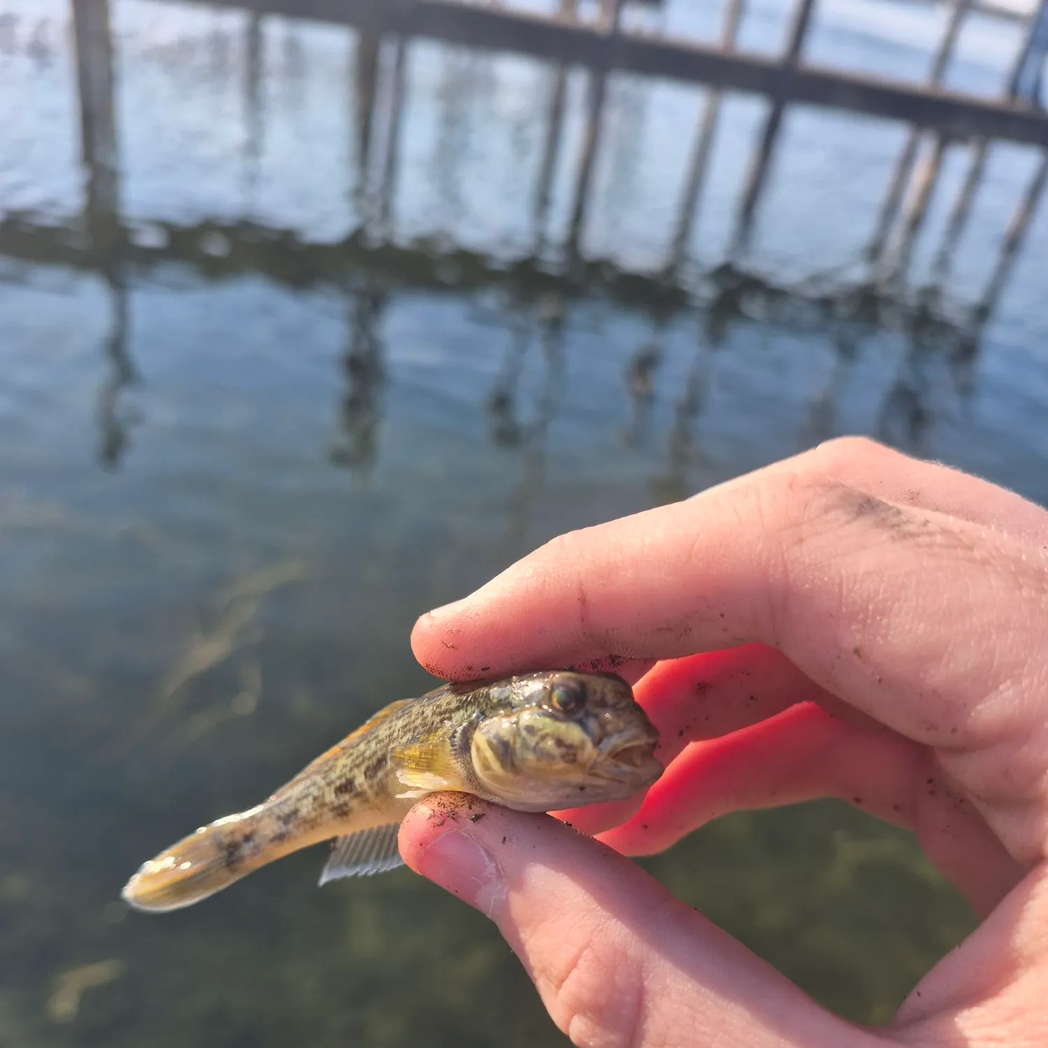 Round goby caught on Fishbrain