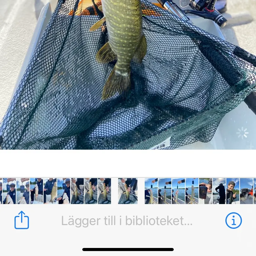 recently logged catches