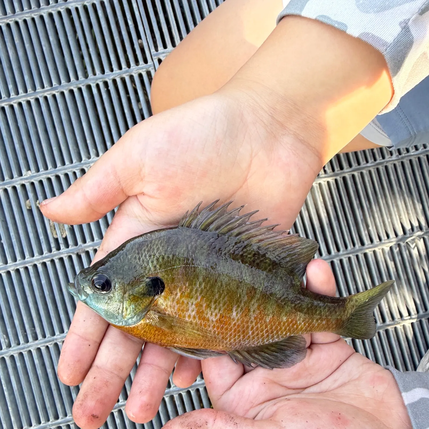 Bluegill caught on Fishbrain