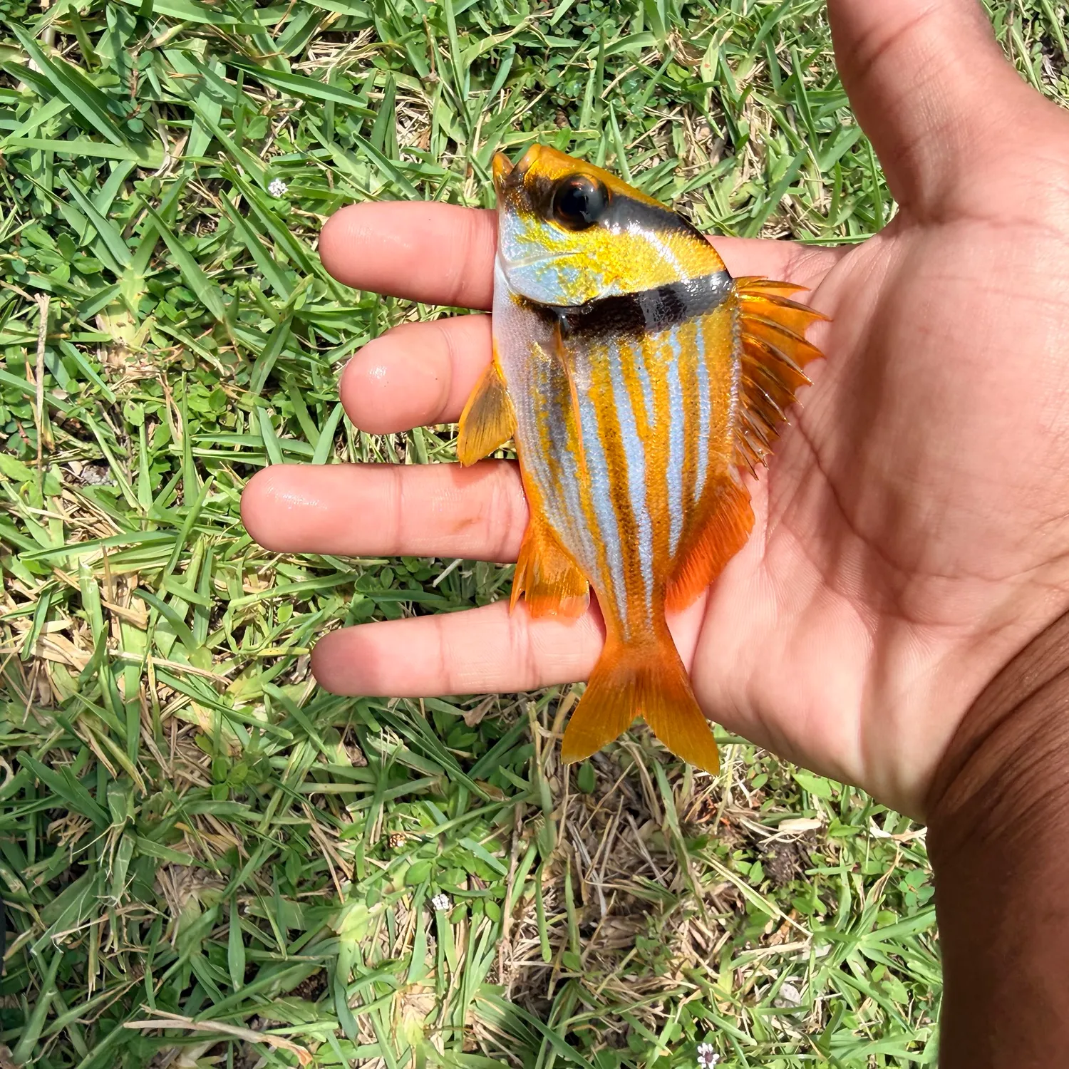 The most recent Atlantic porkfish catches on Fishbrain