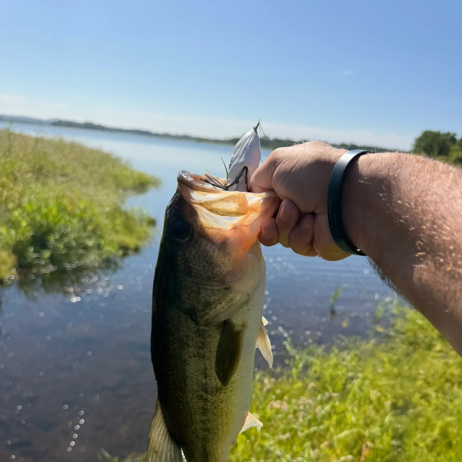 Largemouth bass caught on Fishbrain