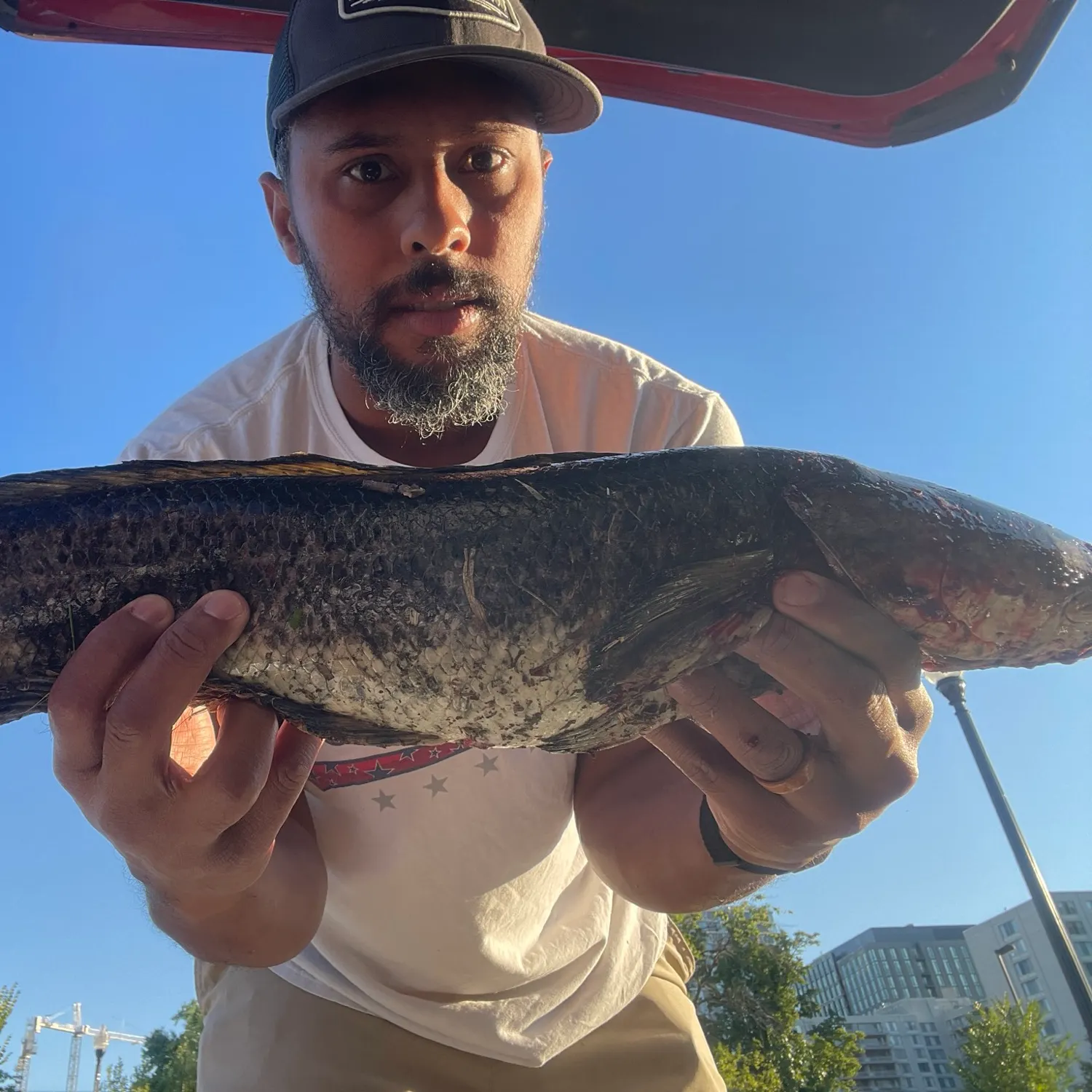 Northern snakehead caught on Fishbrain