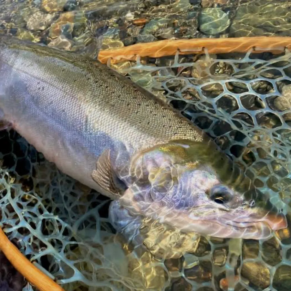 Coho salmon caught on Fishbrain