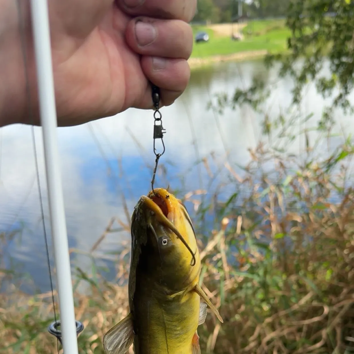 Yellow bullhead caught on Fishbrain