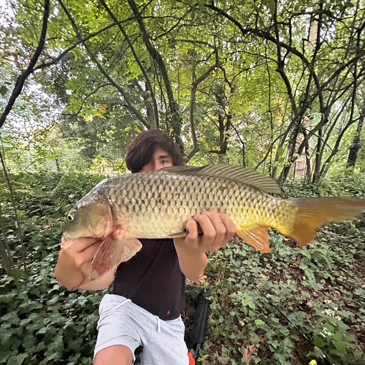 Common carp caught on Fishbrain