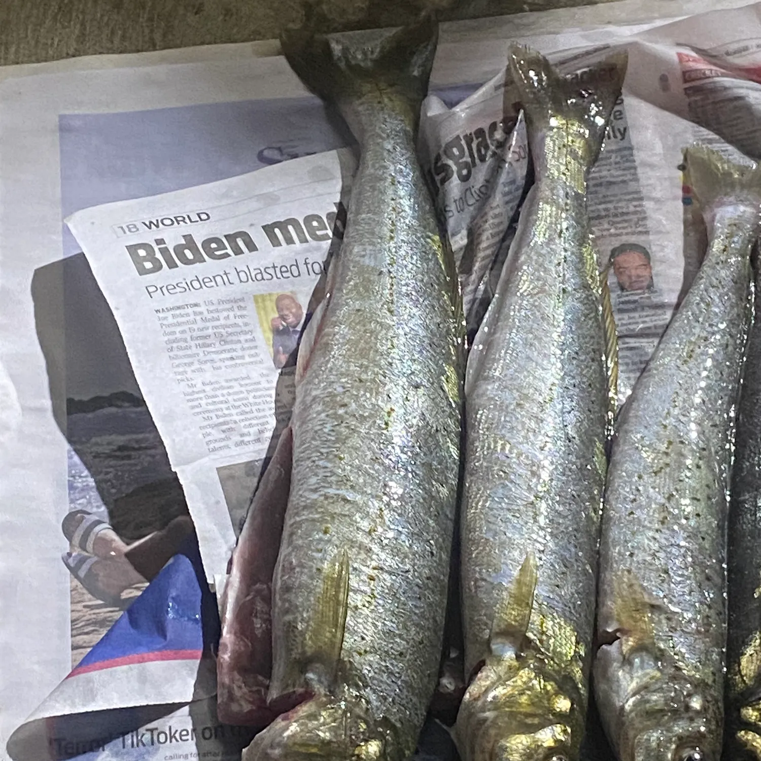 recently logged catches