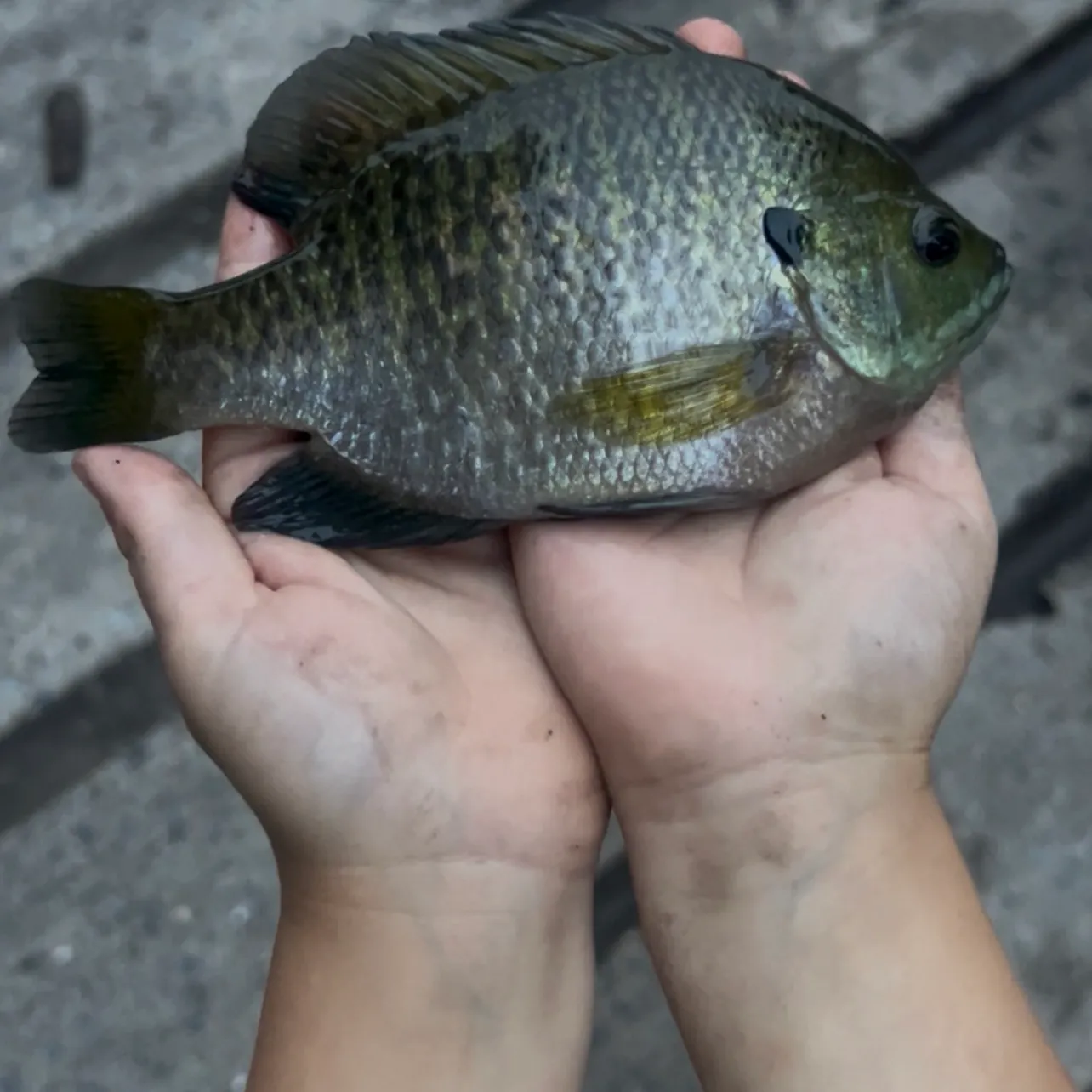 Bluegill caught on Fishbrain
