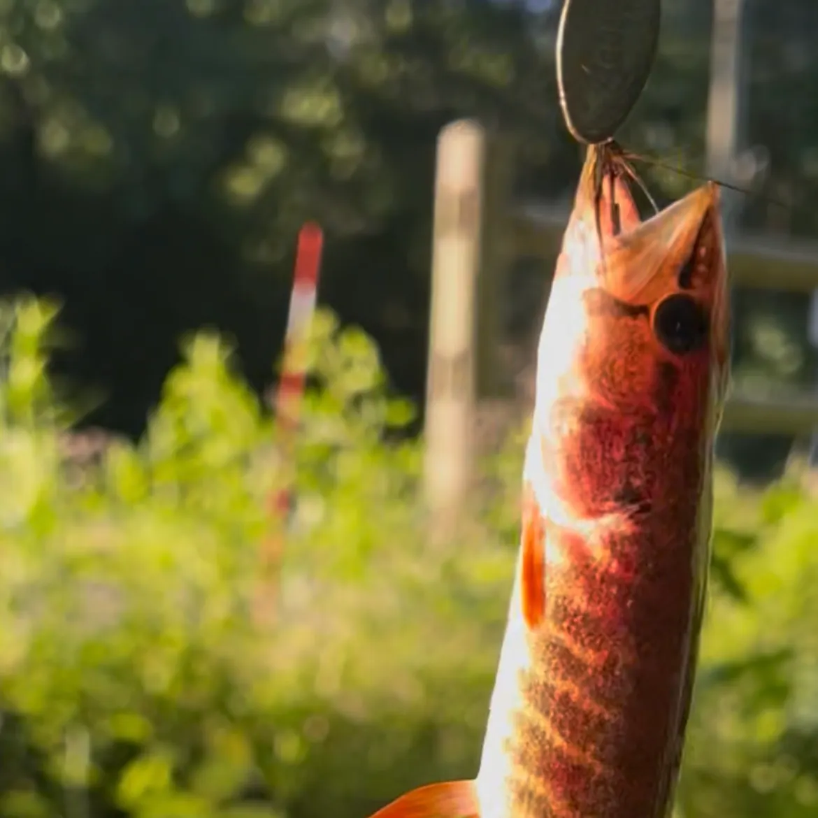 The most recent Redfin pickerel catches on Fishbrain